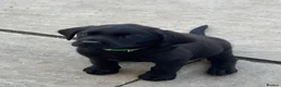 Labrador Retriever dogs for sale: 2 gorgeous boy pups left  in Pontypool - Advert 6