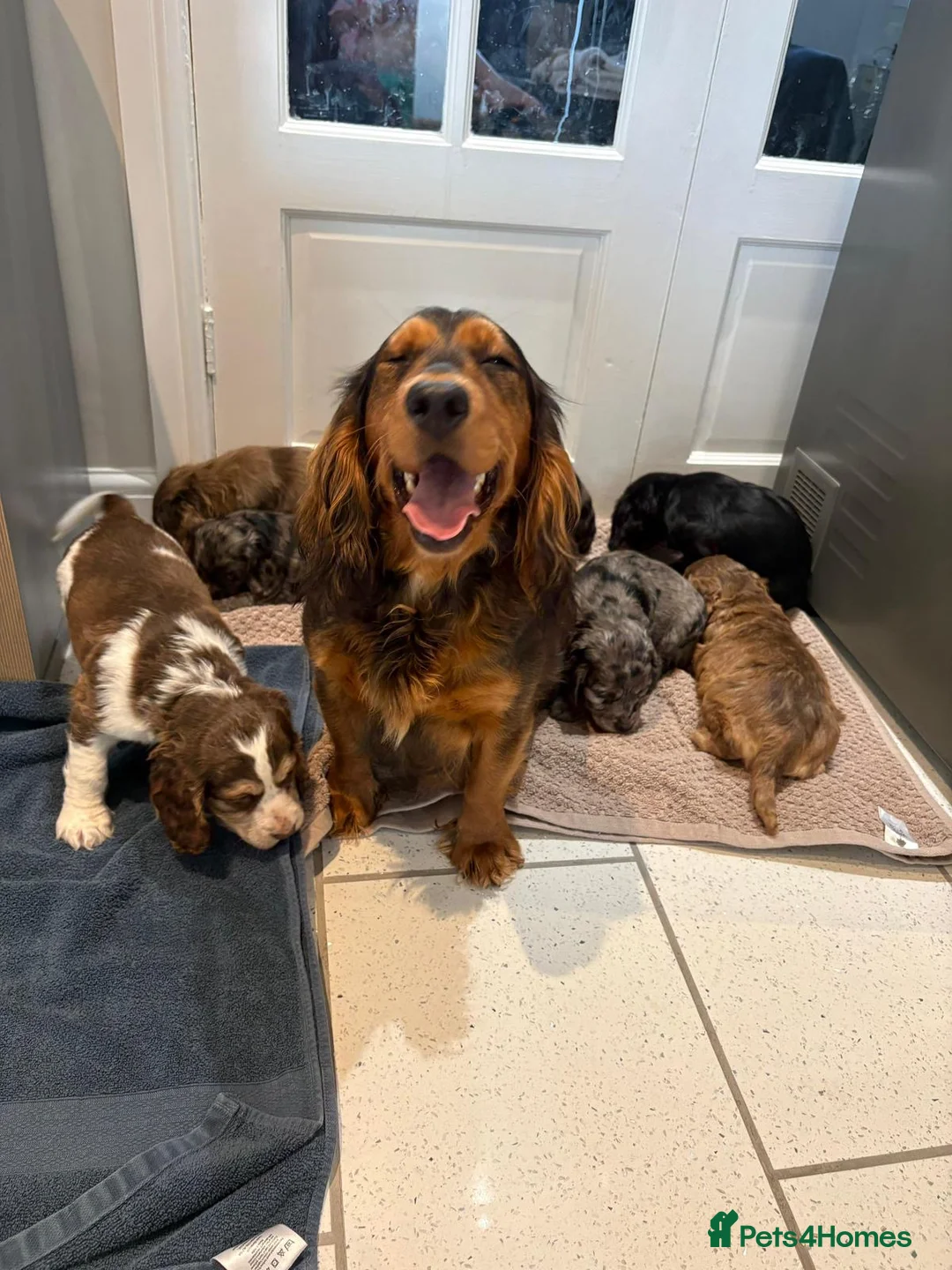 Cocker Spaniel dogs for sale: 100% Pedigree full show type DNA health tested  in Worksop - Advert 1