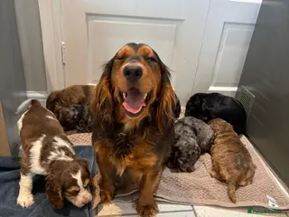 Cocker Spaniel dogs 100% Pedigree full show type DNA health tested in Worksop - Advert 4