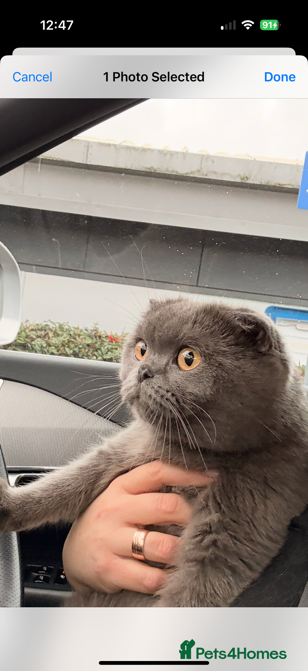 Scottish Fold cats for sale: Scotish Fold  - Advert 1