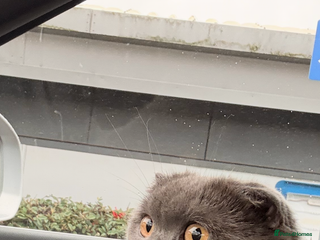 Scottish Fold cats Scotish Fold - Advert 4