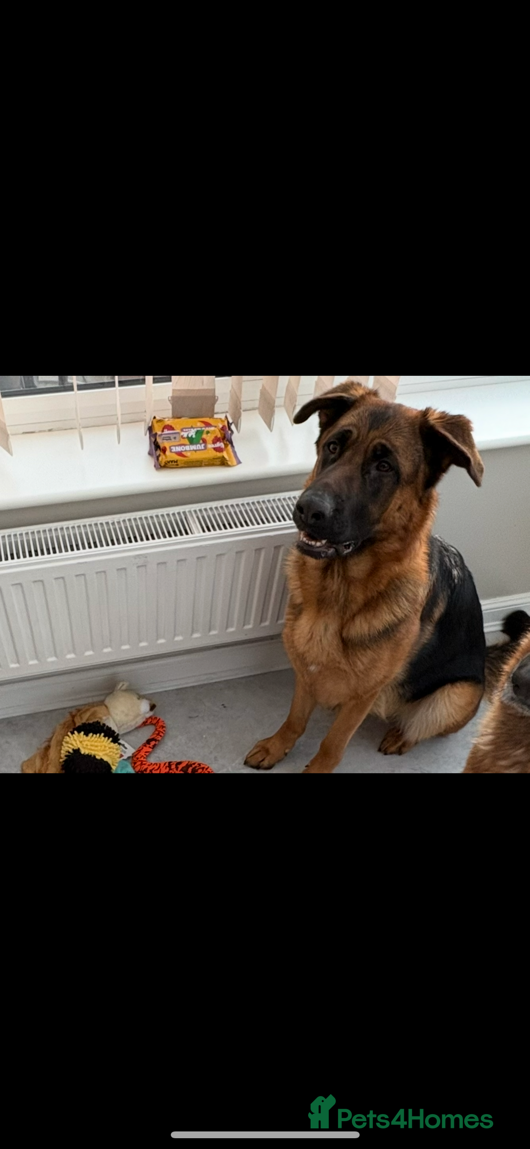 German Shepherd dogs for sale: 1 Year Old Female German Shepherd - Advert 2