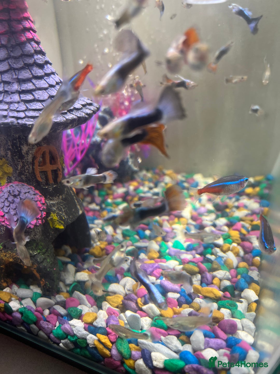 Live Bearers fish for sale: Guppy Male different colour  - Advert 1