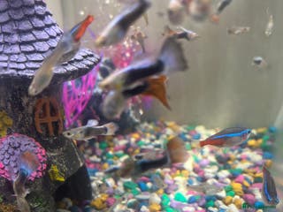 Live Bearers fish Guppy Male different colour - Advert 1