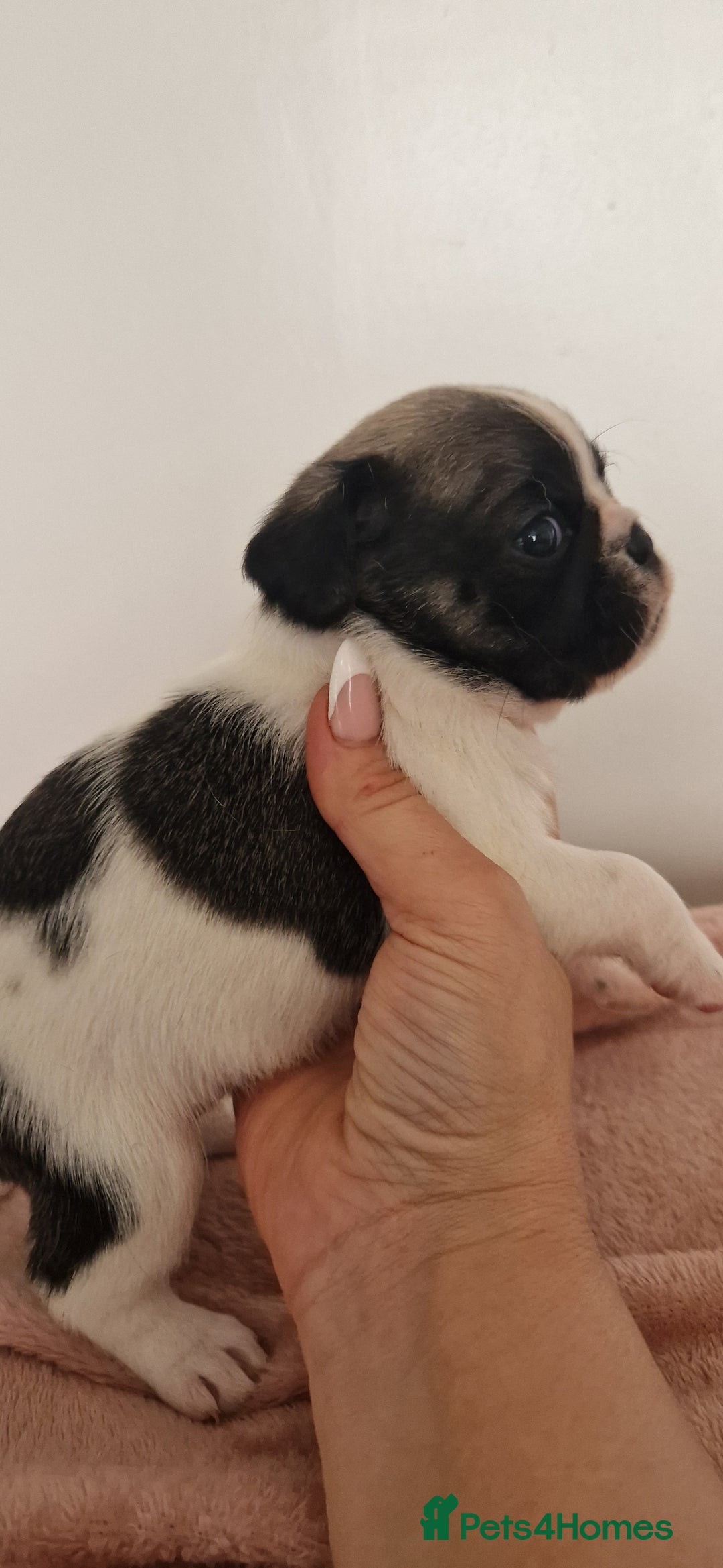 Mixed Breed dogs for sale: Beautiful 2nd generation pugalier pug babys  - Image 8