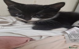 Mixed Breed cats for sale: Lovely mixed breed kittens  - Image 11