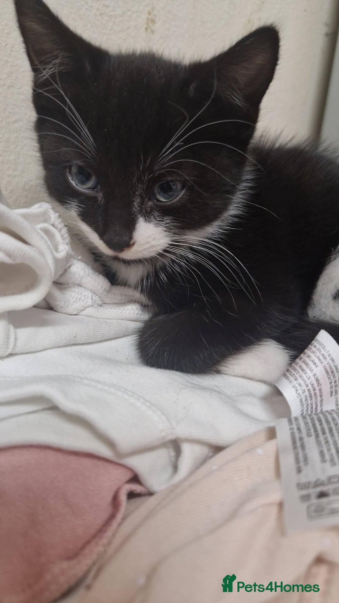 Mixed Breed cats for sale: Lovely mixed breed kittens  - Image 11