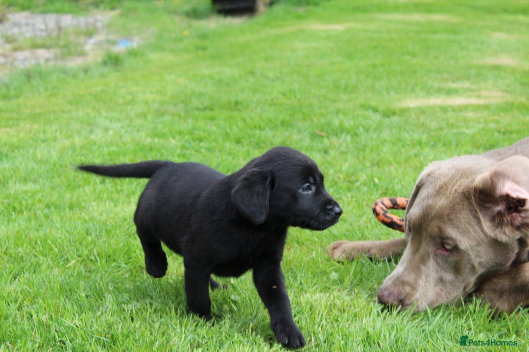 Labrador Retriever dogs for sale: Black Labrador Retriever Puppies - Image 28