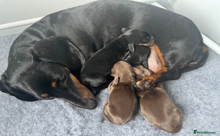 Miniature Dachshund dogs - Advert 2