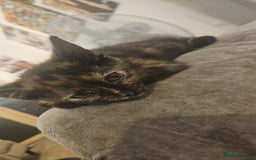 Mixed Breed cats for sale: Beautiful kittens  - Image 9