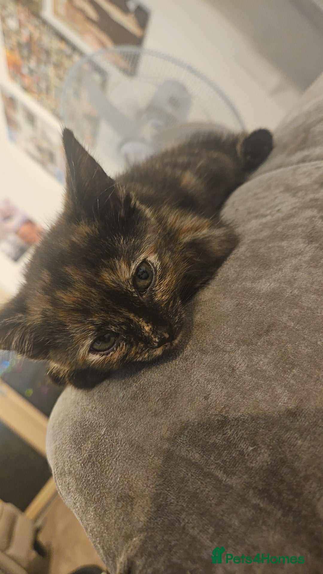 Mixed Breed cats for sale: Beautiful kittens  - Image 9