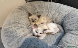 Ragdoll cats for sale: Ragdoll Kittens For Sale  - Image 1