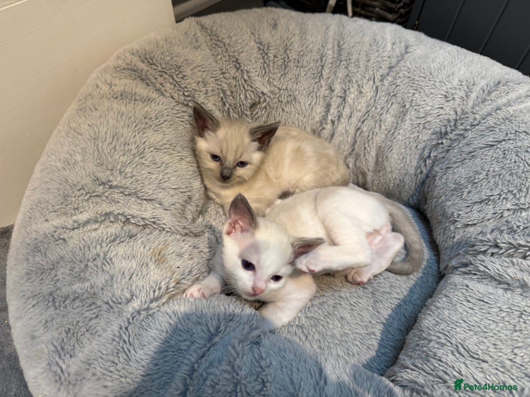 Ragdoll cats for sale: Ragdoll Kittens For Sale  - Image 1