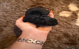 Toy Poodle dogs for sale: Pedigree Toy Poodle puppies, DNA tested parents - Image 11