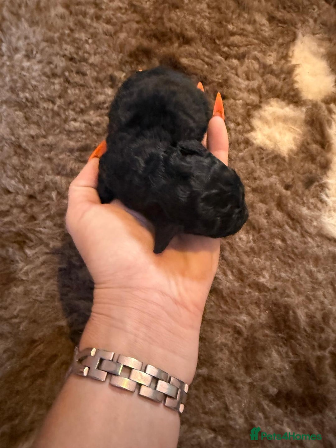 Toy Poodle dogs for sale: Pedigree Toy Poodle puppies, DNA tested parents - Image 11