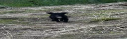 Mixed Breed dogs for sale: Kepie X collie pups for sale!!! - Advert 3