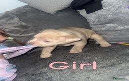 Mixed Breed dogs for sale: Pocket bully’s x staff pups  - Image 7