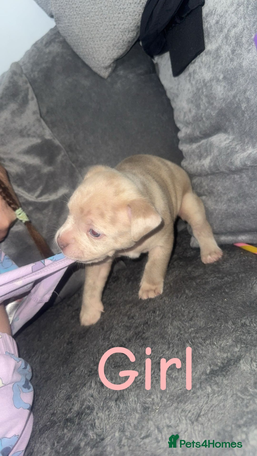 Mixed Breed dogs for sale: Pocket bully’s x staff pups  - Image 7