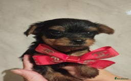 Yorkshire Terrier dogs for sale: 💝💝Beautiful miniature babies 💝💝 - Image 18