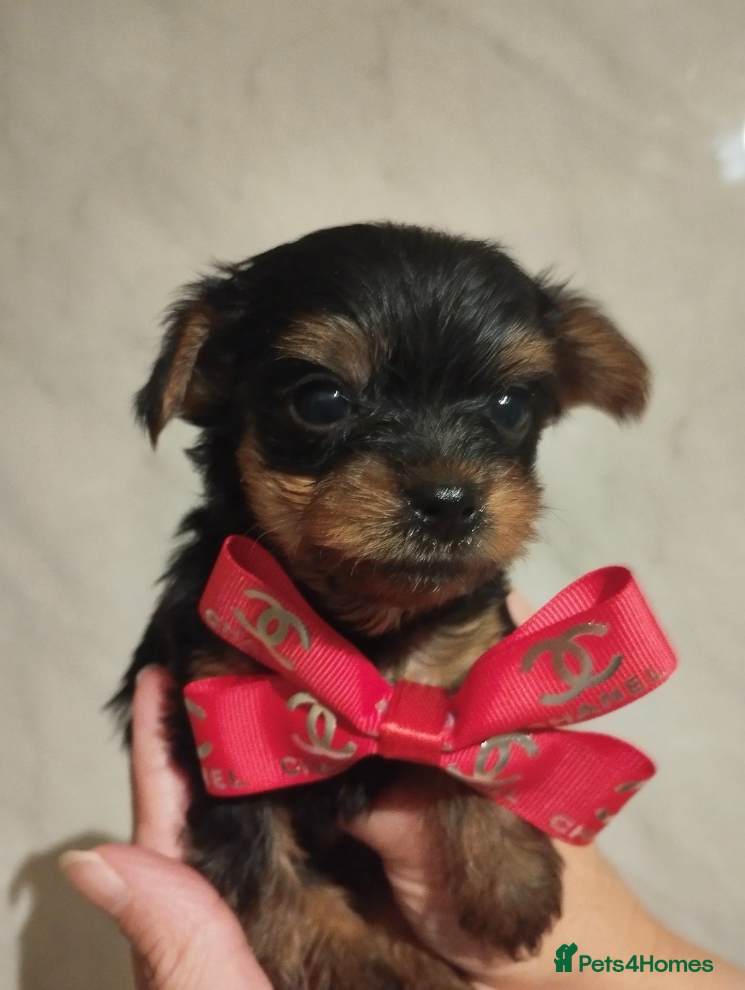 Yorkshire Terrier dogs for sale: 💝💝Beautiful miniature babies 💝💝 - Image 18
