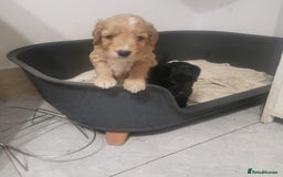 Cockapoo dogs for sale: F1 COCKAPOO PUPPIES FOR SALE  - Image 8