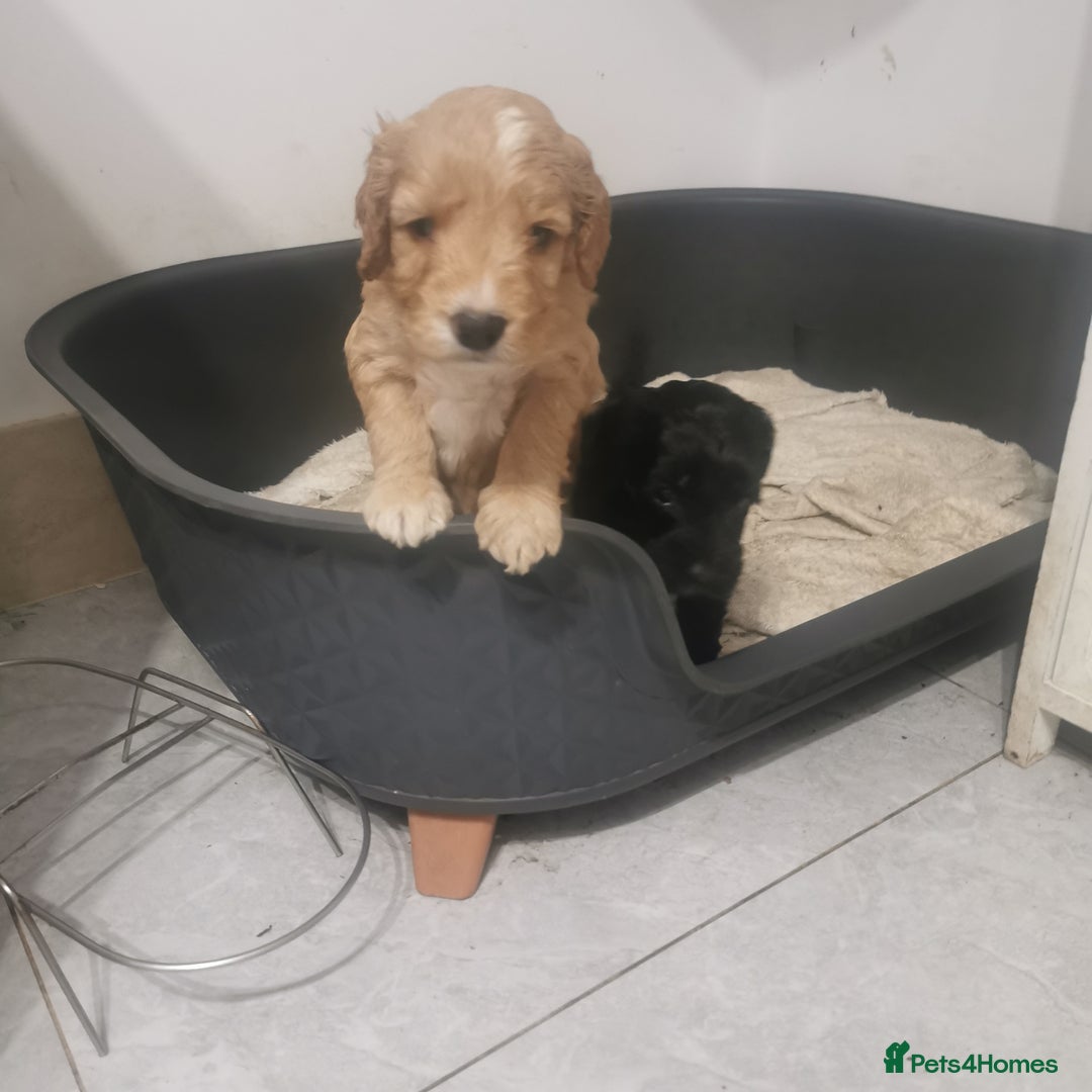 Cockapoo dogs for sale: F1 COCKAPOO PUPPIES FOR SALE  - Image 8
