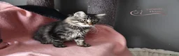 Siberian cats for sale: Siberian Kitens from Tunguska House Cattery - Advert 30