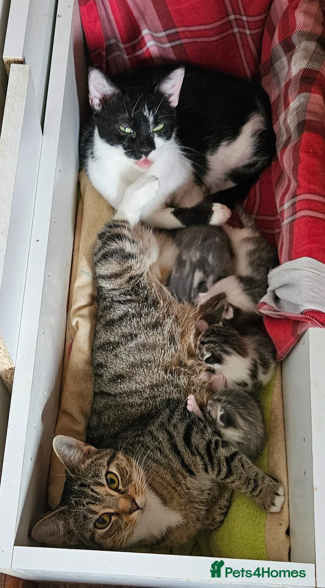Mixed Breed cats for sale: 4 Mixed Breed Kittens  - Advert 1