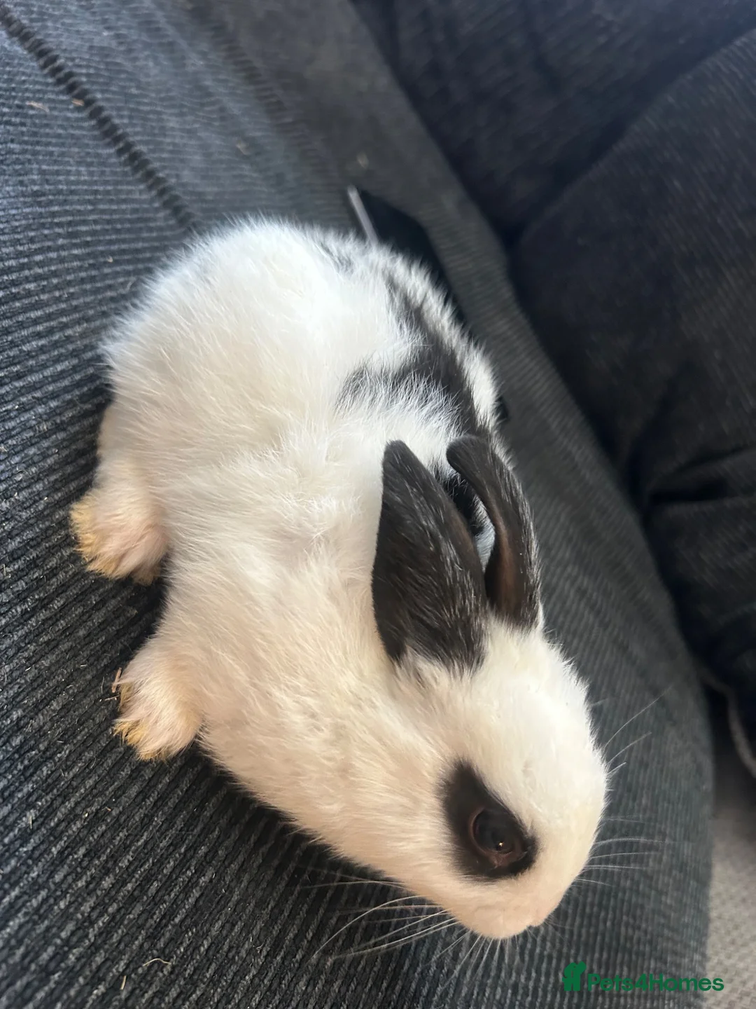 Mixed Breed rabbits for sale: 5 baby rabbits  - Advert 2