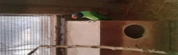Parakeets birds for sale: Slaty Headed Parakeet in Plymouth - Advert 3