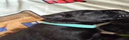 Labrador Retriever dogs for sale: Purebred Labrador retriever puppies available  - Advert 5