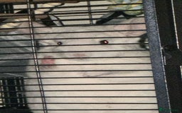 Chinchilla rodents for sale: Beautiful boy looking for his forever home. - Image 5