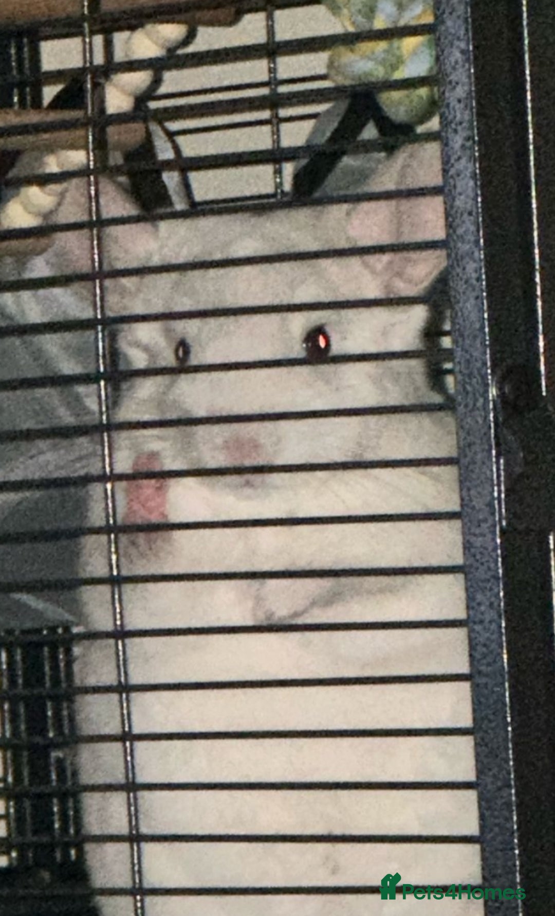 Chinchilla rodents for sale: Beautiful boy looking for his forever home. - Image 5