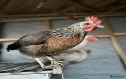 Chickens poultry for sale: Mixed breed hens  - Image 3