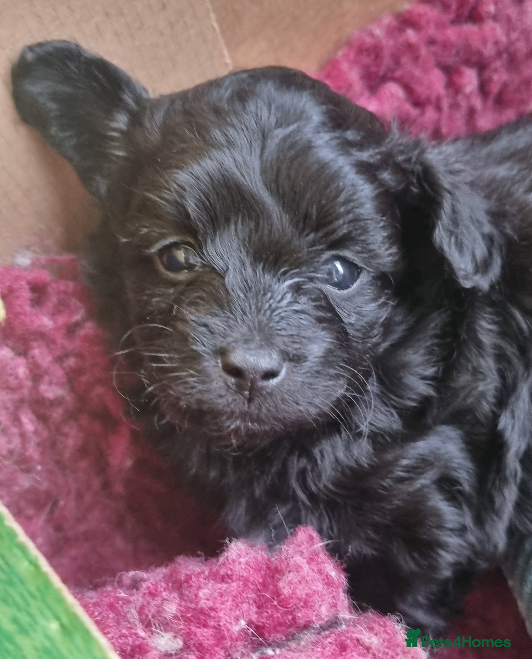 Mixed Breed dogs Pomchipoo girls - Advert 8