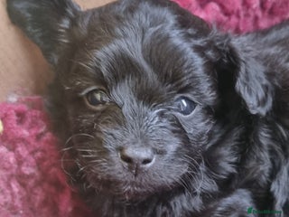 Mixed Breed dogs Pomchipoo girls - Advert 7