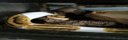 Python Snake reptiles for sale: Juvenile Royal (Ball) python + all kit - Advert 3