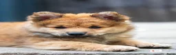 Mixed Breed dogs for sale: Italian Volpino puppies 🦊 - Advert 3