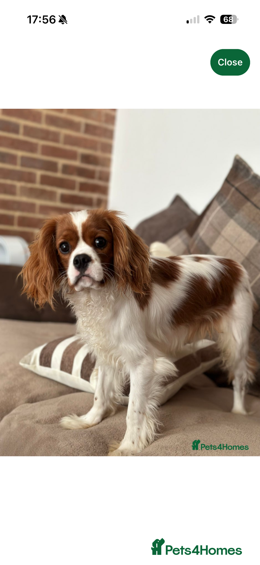 Cavalier King Charles Spaniel dogs for sale: CAVALIER KING CHARLES SPANIEL LICENSED KC HEALTH - Advert 9