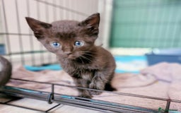 Ragdoll cats for sale: Sweet kitties looking good home 🏡  - Image 5