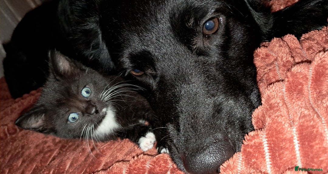 Mixed Breed cats for sale: Last female ready Wednesday - Image 3