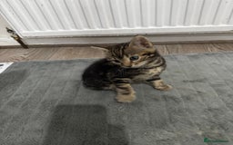 Bengal cats for sale: Half bengal kittens - Image 7