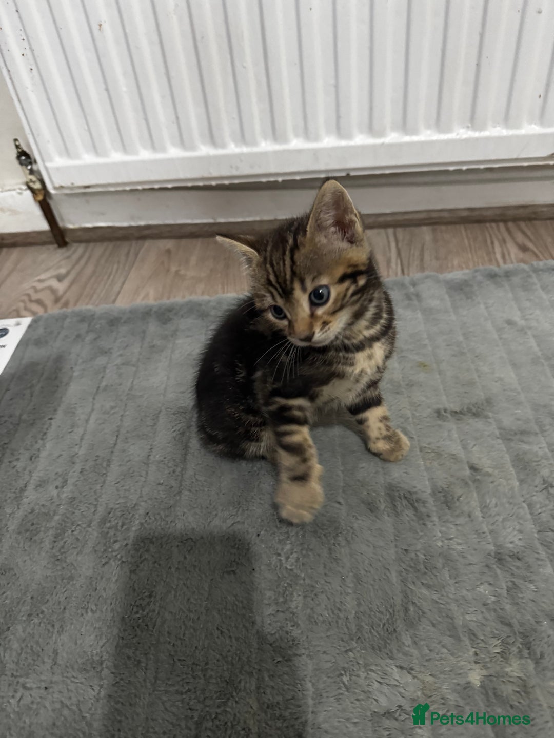 Bengal cats for sale: Half bengal kittens - Image 7