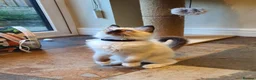 Ragdoll cats for sale: 💕Beautiful GCCF Registered Ragdoll Kittens. - Advert 7