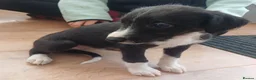 Mixed Breed dogs for sale: Bedlington whippet/Bedlington greyhound x whippet - Advert 5