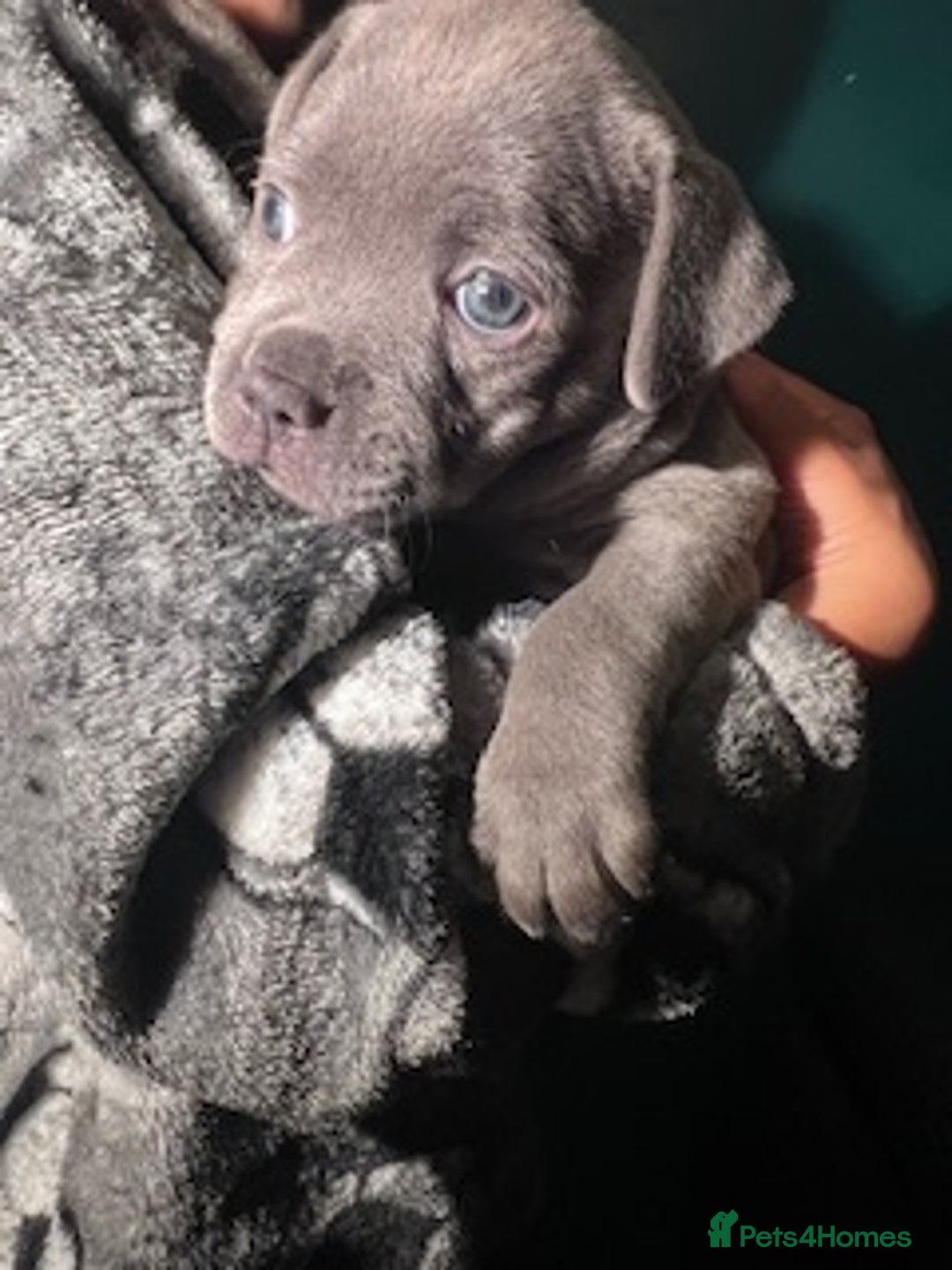 Staffordshire Bull Terrier dogs for sale: 2 Beautiful Male Blue Staffy Puppies - Advert 11