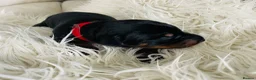 Dobermann dogs for sale: KC registered exclusive Dobermann puppies  in Wickford - Advert 12