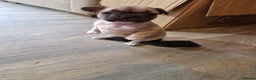 French Bulldog dogs for sale: Kc registered frenchbulldog puppies  - Advert 6