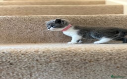 British Shorthair cats for sale: GCCF Bi-colour Blue and white BSH - Image 15
