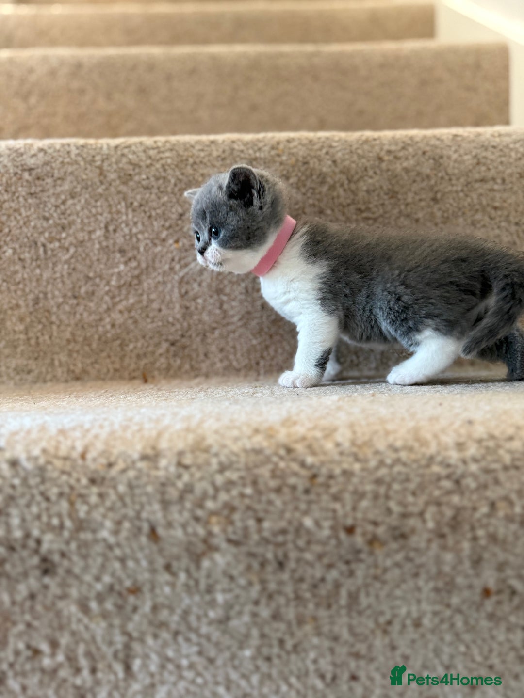 British Shorthair cats for sale: GCCF Bi-colour Blue and white BSH - Image 15